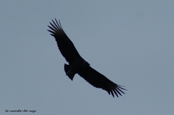 aigle ailes déployées planant dans le ciel