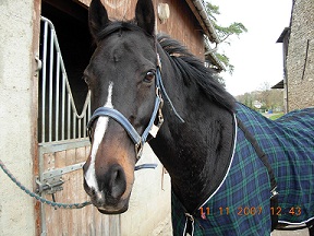 mon cheval, Styrax du Bardet, pursang anglais.